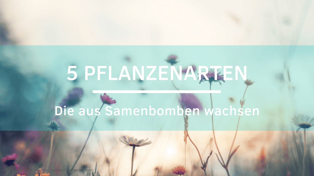 Mitgebsel Samenbomben