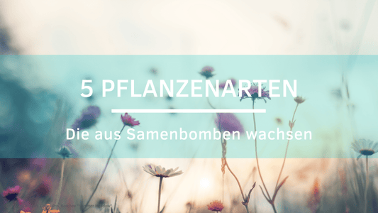 Mitgebsel Samenbomben