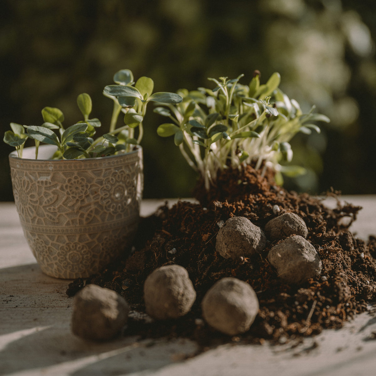 Greet with Seed - Anzuchtset