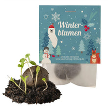 Winterblumen_Samenbombe_Keimling_Ideenverlag-Hamburg